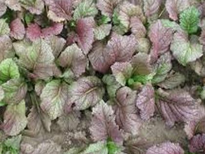 Giant Red Mustard