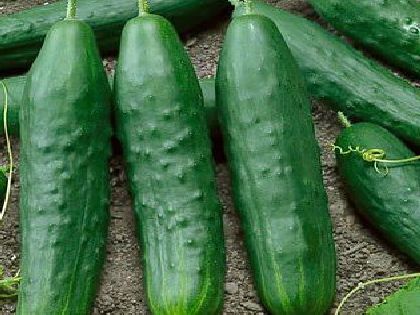 Straight Eight Cucumber