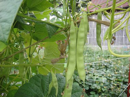 Brown Tobacco Worm